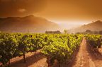 Sunrise over a vineyard on the Silverado Trail, Napa Valley, California